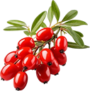 Red berries on a branch